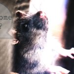Remove Pests From Your Florida Home Especially Rats
