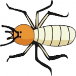 termite-damage-and-pest-control