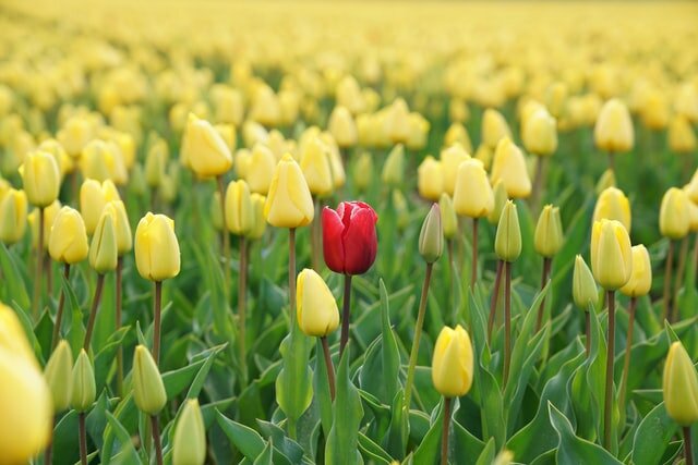 A field of yellow tulips with one red tulip growing among them