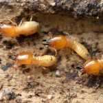 Termite Damage - 4 Termites