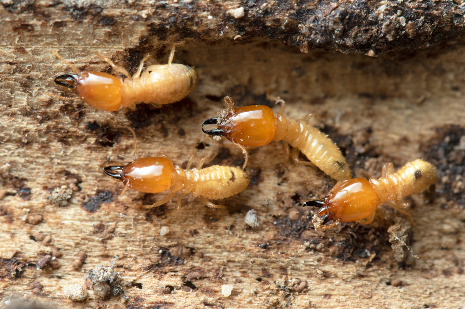 Termite Damage - 4 Termites