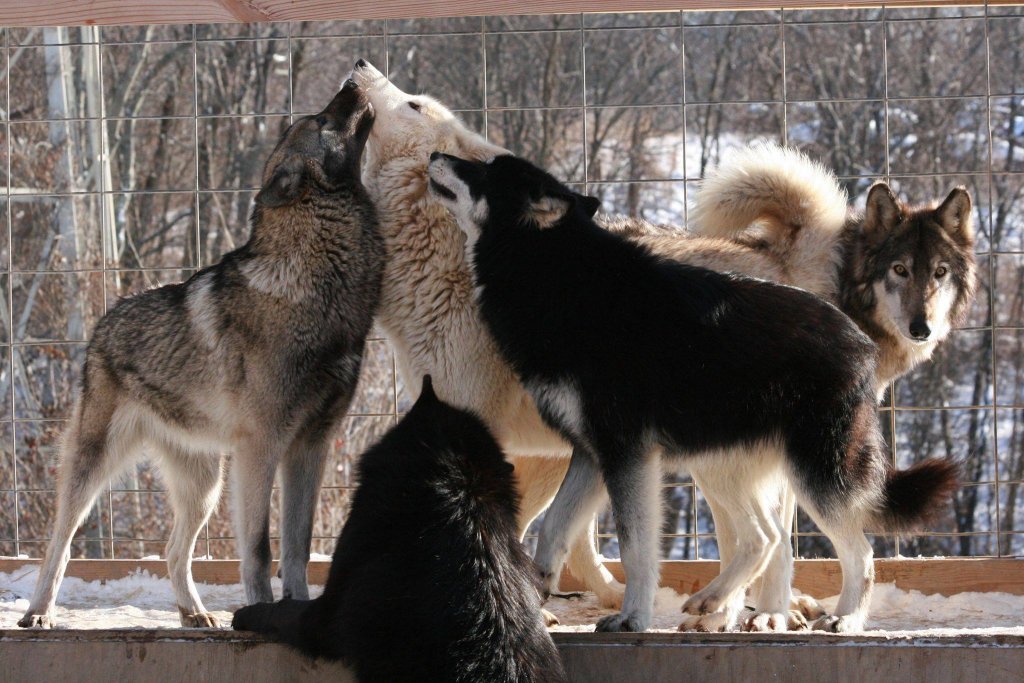 wolf-image
