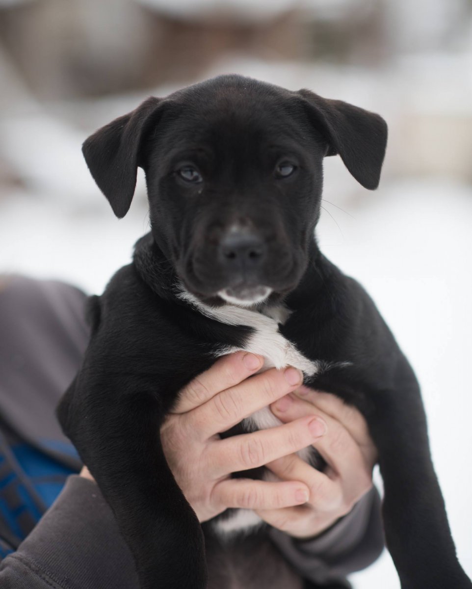 dog-image