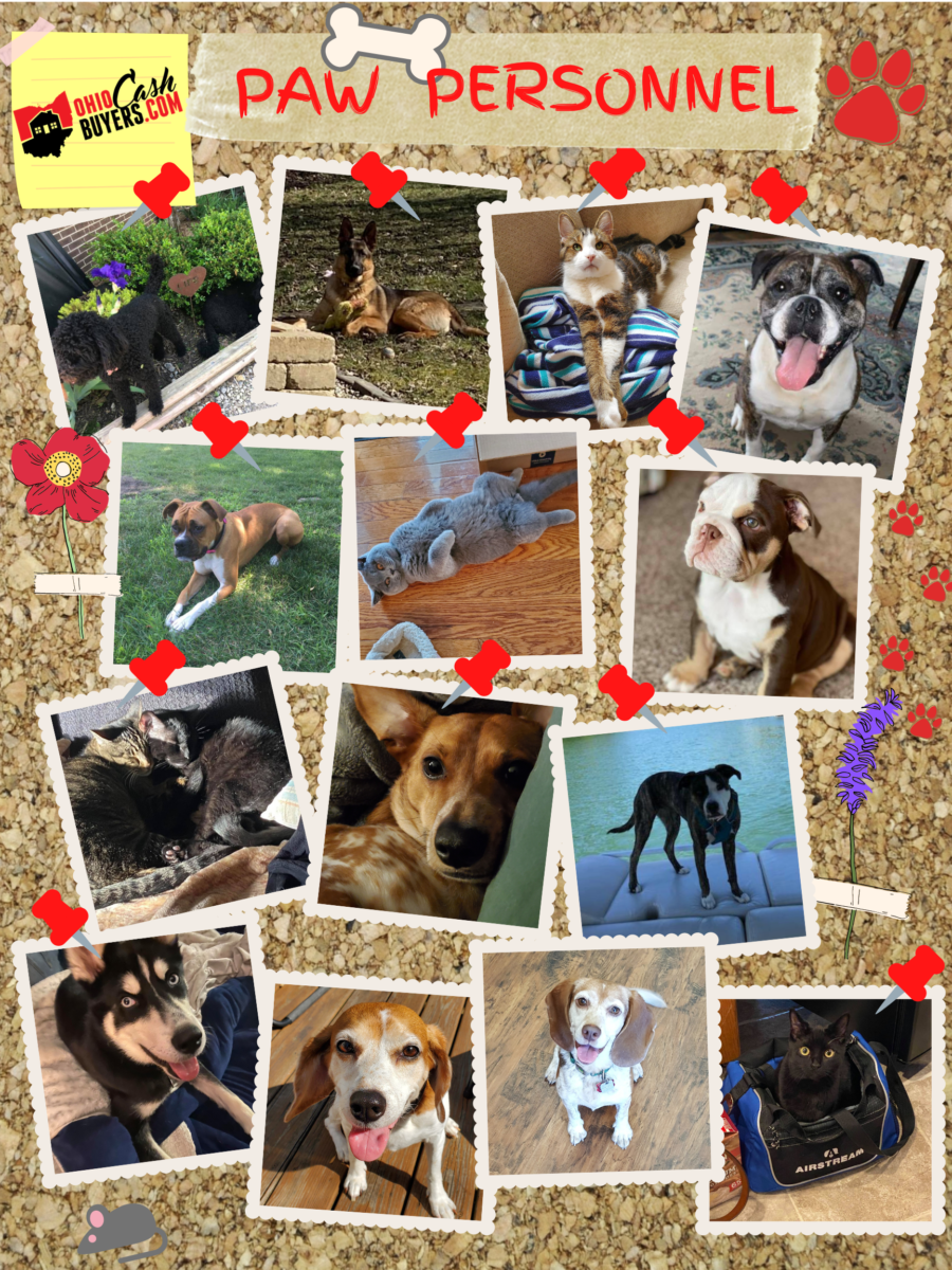 paw personal banner
