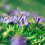 best time to sell house - spring crocuses