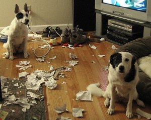 Just make sure your pets are greeting you, and not your buyers