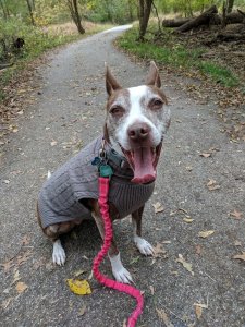 We're pet lover's too! Meet <a href="https://www.aehomegroup.com/our-company/">Evan</a>'s dog Mia. (Photo credit Megen Miller)