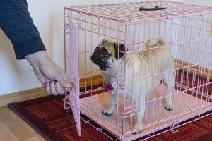 Selling a house with pets in Maryland might require your loved animals to take a short vacation away from home