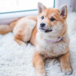 cute dog on shag carpet