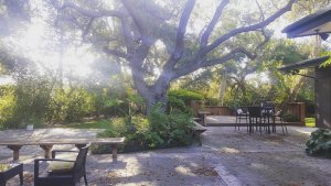 Tree in the backyard of a Camarillo house