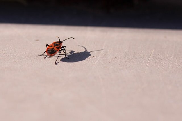 a bug in its shadow