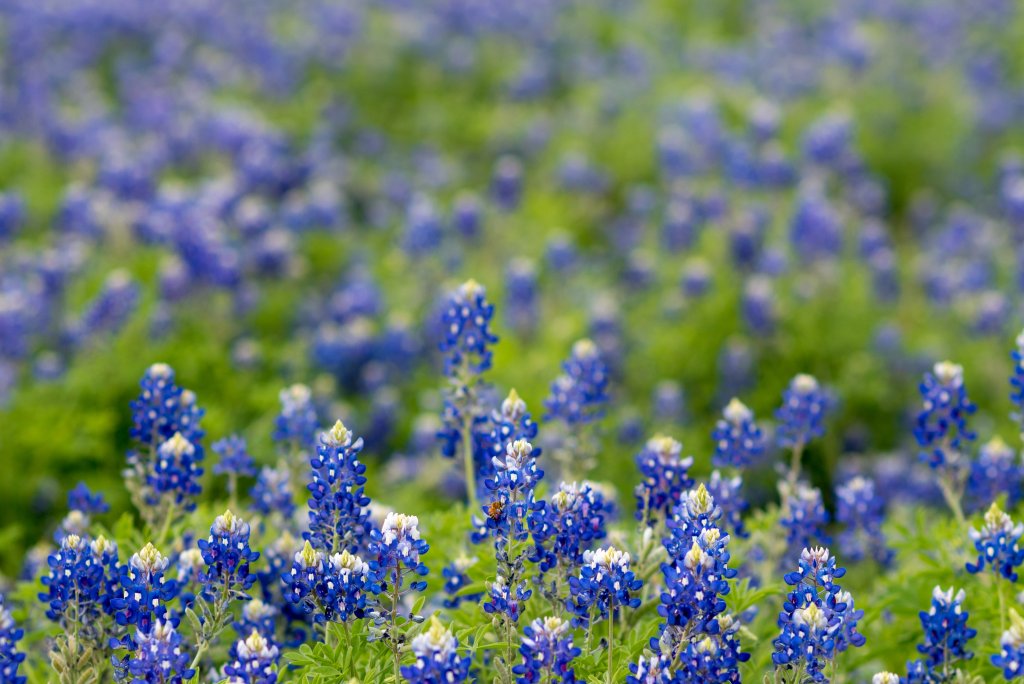 Best-price-when-selling-a-Texas-Deed-of-Trust