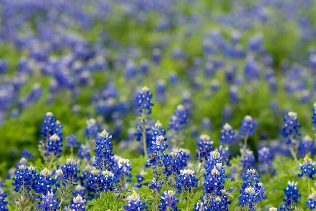 Texas-mortgage-note-buyers