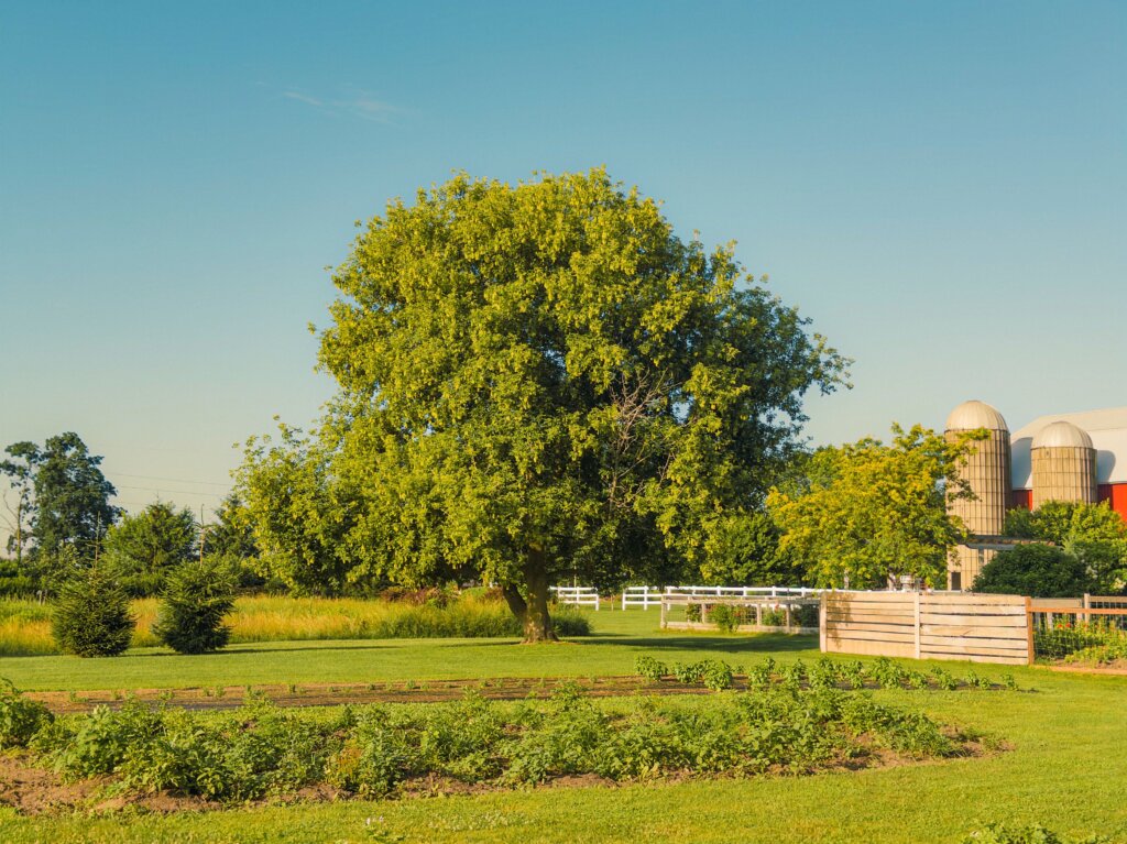 Rural farmland in Alto Michigan representing agricultural acreage and land-secured notes