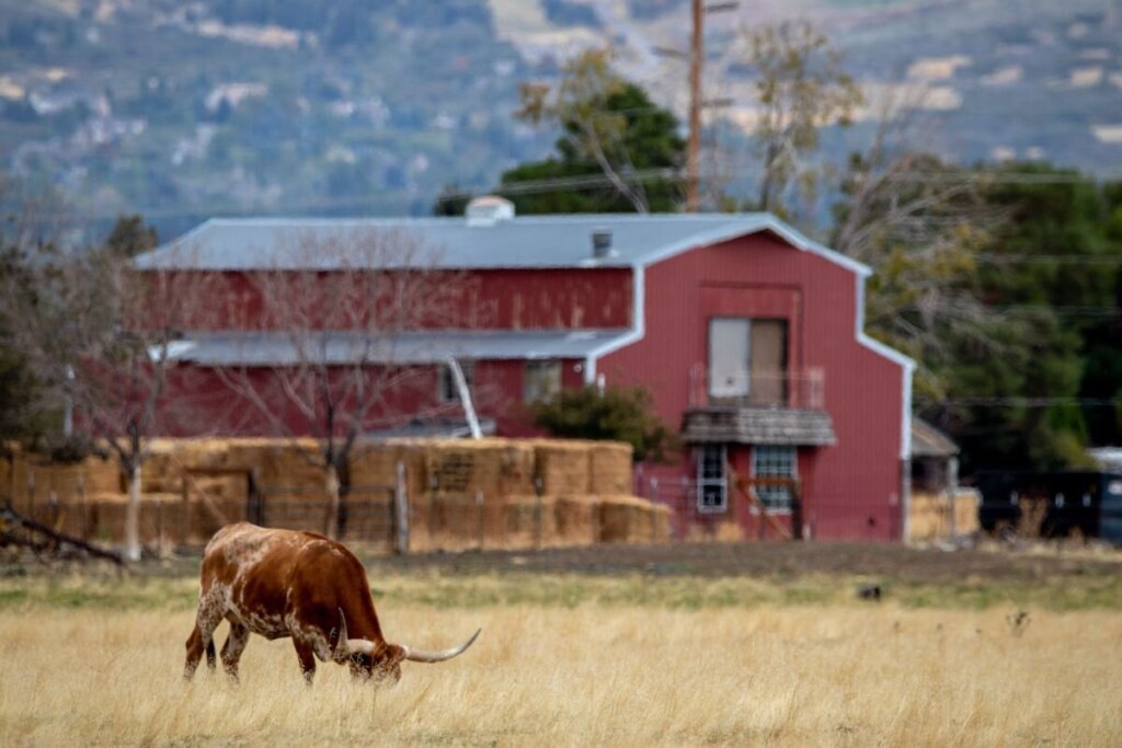 Texas ranch with Longhorn cattle, pasture and red barn