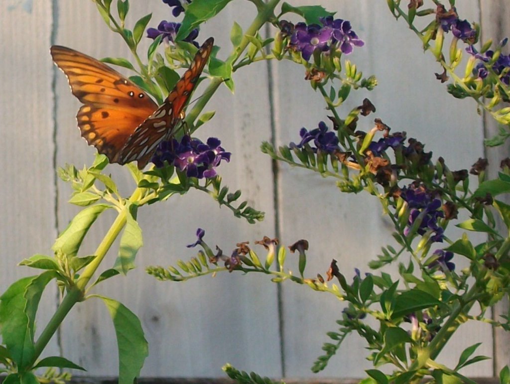 Floresville TX butterfly