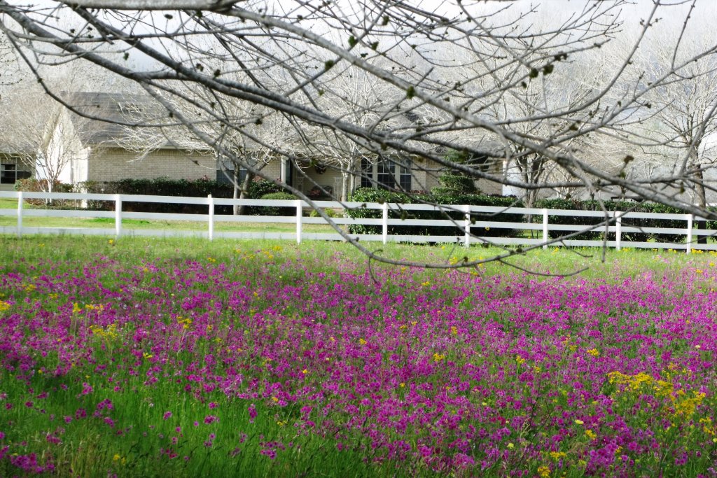 Floresville Tx -- Home for sale on Hwy 97 view from pasture w flowers
