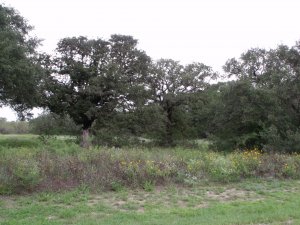 Shannon Ridge land for sale - Floresville Tx