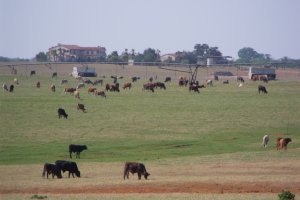 Cattle grazing in field - Everything you need to know before moving to Floresville TX