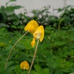 Peanut crop - floresville tx