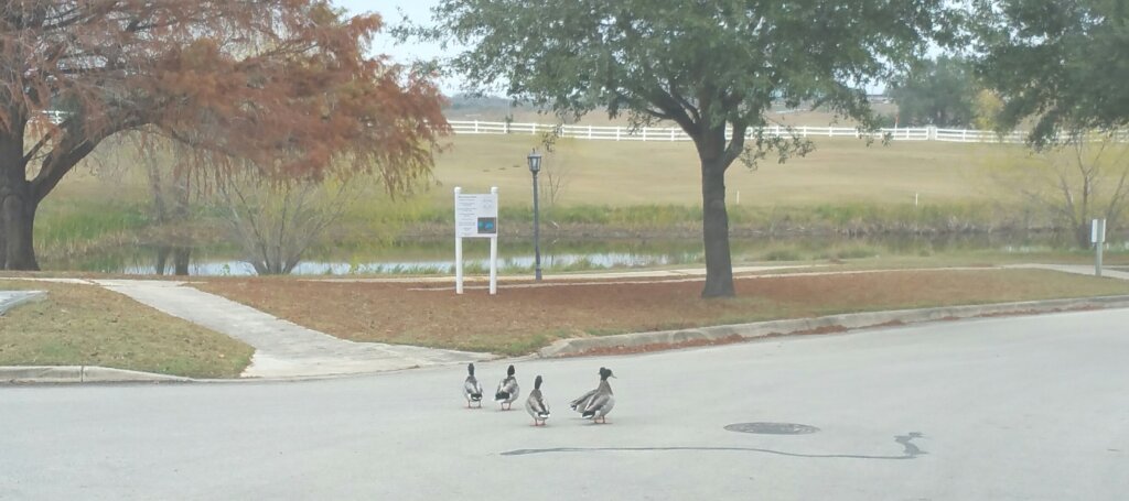River Bend Duck Walk