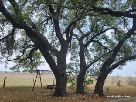 Scene-from-wilson-co-texas-f