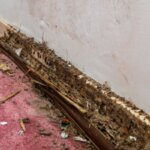 Understanding Termite Damage and Seller Disclosure Requirements