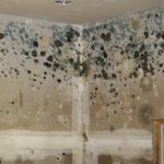 How To Sell A House With Mold in Omaha