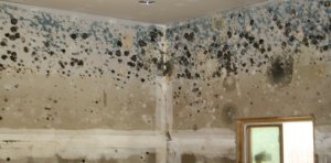 How To Sell A House With Mold in Omaha