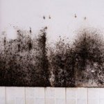 Selling a house with mold in New Orleans