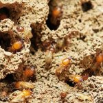 Termites causing damage to a house
