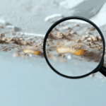 Selling a House with Termite Damage