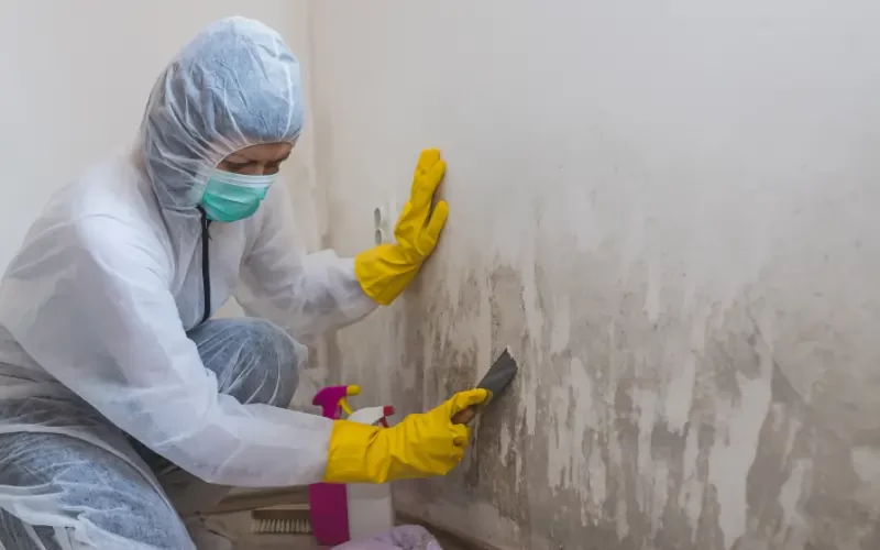 mold inspection cost