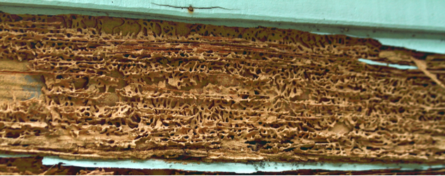 tucson home with termites