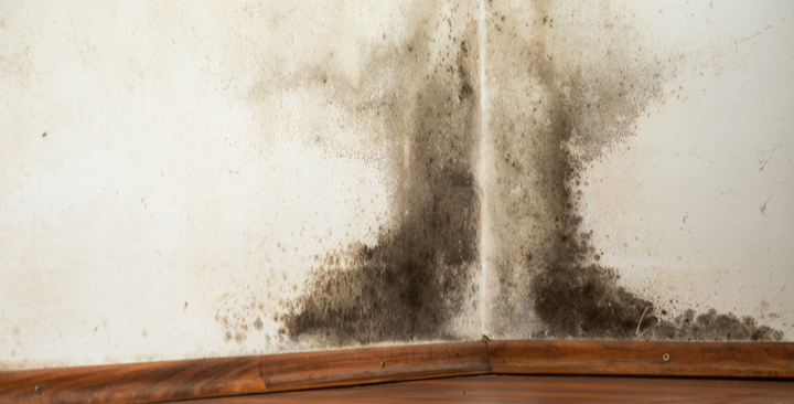 house with mold in tucson