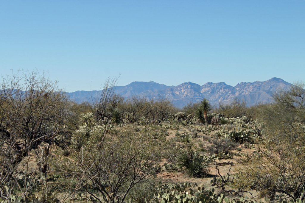 diamond bell ranch lot