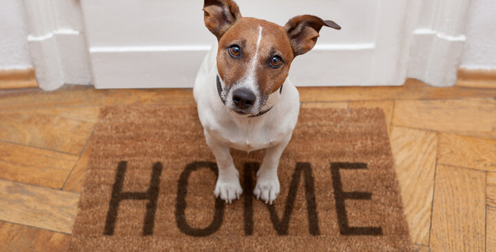 tucson home with pets