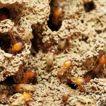 Sell a Termite Damaged Property in West Valley City