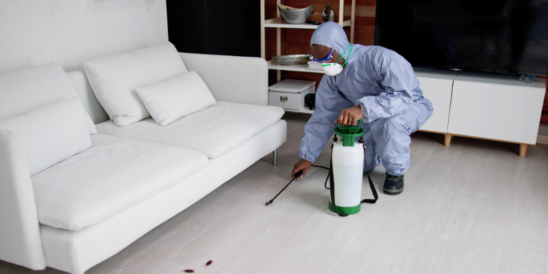 How to Successfully Sell a Termite-Infested House In [market_city]