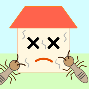 Tips for Selling a House With Termite Damage In Minneapolis