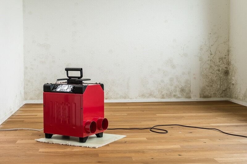 Resolving the Mold Issue in Your House