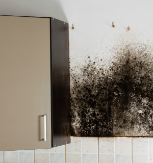 How to Sell House With Mold In Texas