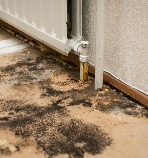 Sell House With Mold In Texas