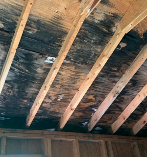 Sell Your House With Mold In Texas