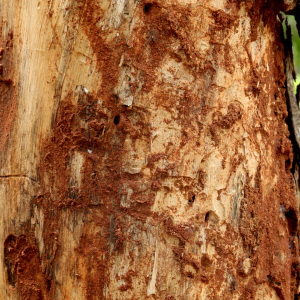 Do I Need a Termite Bond for Selling My Home In Texas