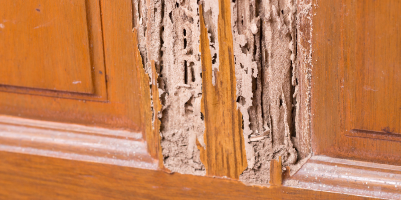 How to Sell a Home With Termites [market_city]