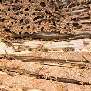 Selling a House With a Termite Problem Irving