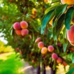 peaches season in tx