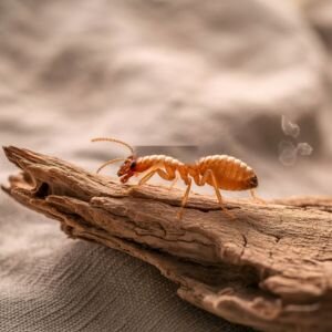 How to Sell a Property With Termite Infestation in Texas