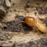 Selling a House Despite Termite Infestation in [martket_city]